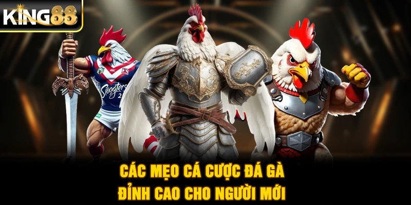 Các mẹo cá cược đá gà đỉnh cao cho người mới