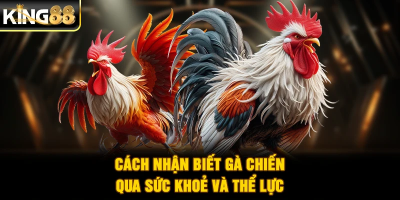Cách nhận biết gà chiến qua sức khoẻ và thể lực